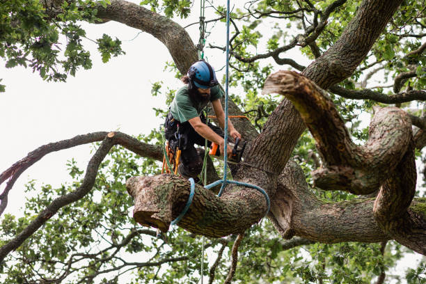 Best Stump Grinding and Removal  in Panthersville, GA