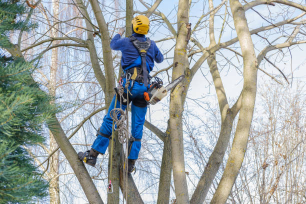 Best Fruit Tree Pruning  in Panthersville, GA