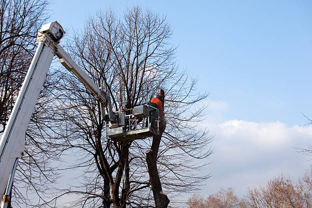 Trusted Panthersville, GA Tree Services Experts