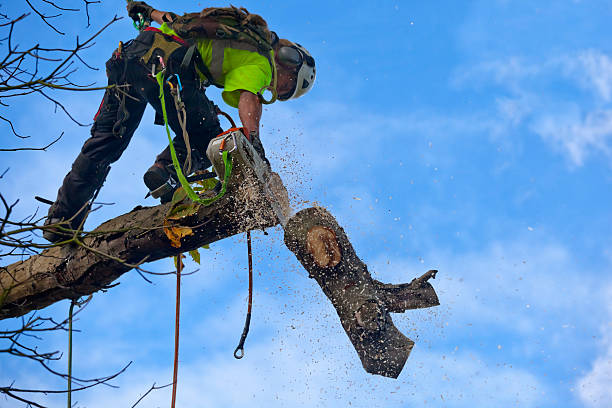 Best Storm Damage Tree Cleanup  in Panthersville, GA