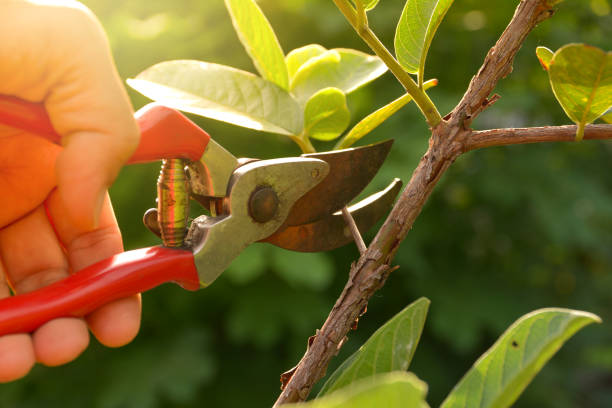 How Our Tree Care Process Works  in  Panthersville, GA