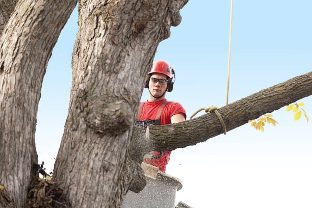 Best Commercial Tree Services  in Panthersville, GA